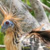 Hoatzin, l’oiseau national du Guyana.Un oiseau bruyant dont l’origine sembl remonter au  Miocène… 
